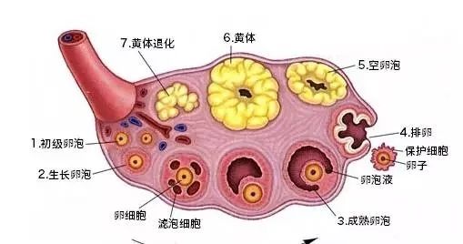 试管婴儿促排卵会不会导致卵巢早衰？