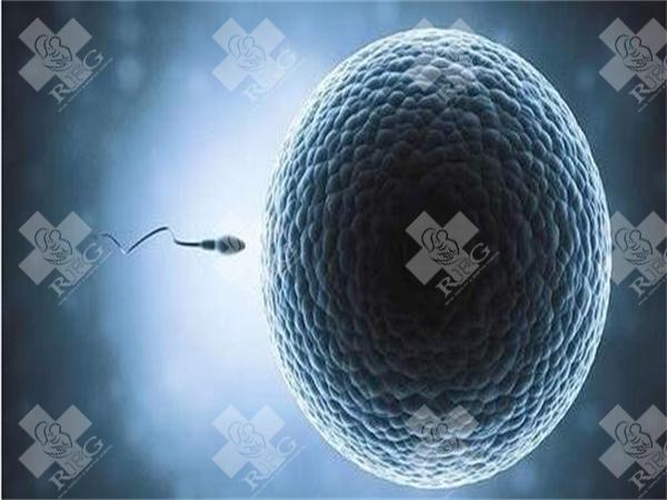 试管婴儿促排期间吃什么能提高卵泡质量？