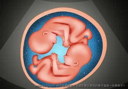 排卵期同房为什么医生要让男性的精子提前一天等卵子？
