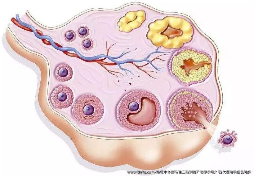 海城中心医院生二胎剖腹产要多少钱？四大费用明细告知你