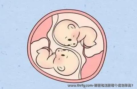 鲜胚和冻胚哪个成功率高？