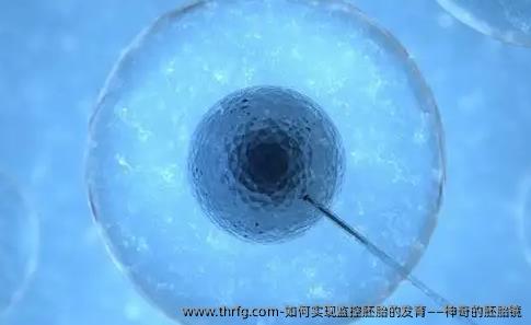 如何实现监控胚胎的发育——神奇的胚胎镜