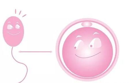 试管婴儿移植后胚胎是如何着床的?揭开胚胎着床过程!