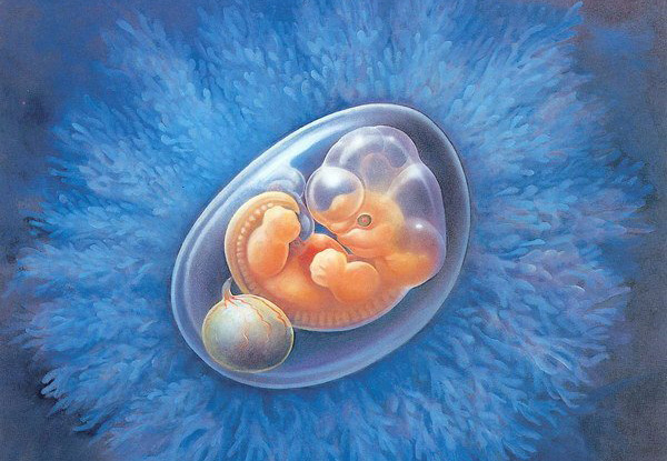第三代试管婴儿移植后，胚胎会掉出来吗？