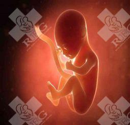 成都试管婴儿有哪些步骤？