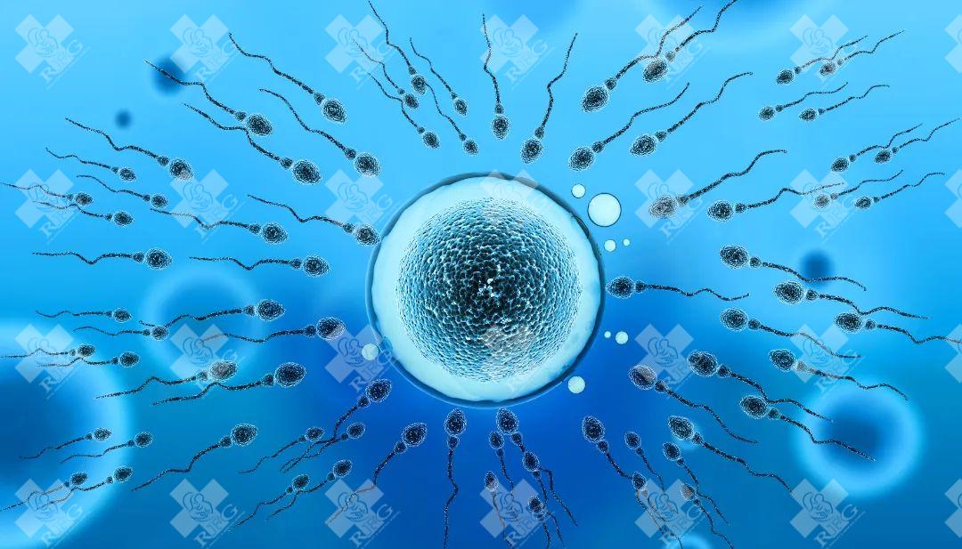 免疫性不孕——抗精子抗体