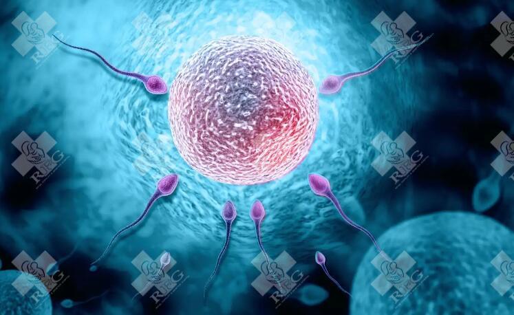 女性卵巢功能差选择短方案和抗结剂方案有区别？