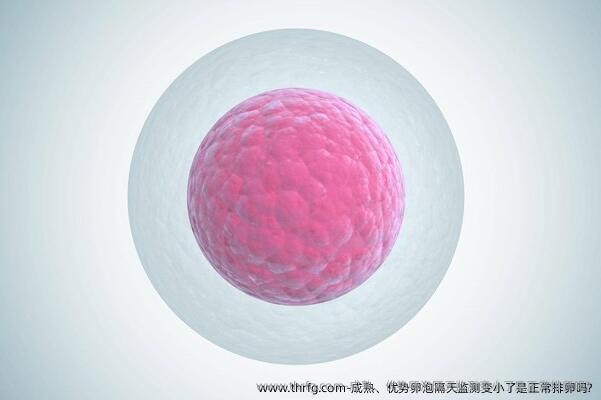 成熟、优势卵泡隔天监测变小了是正常排卵吗?