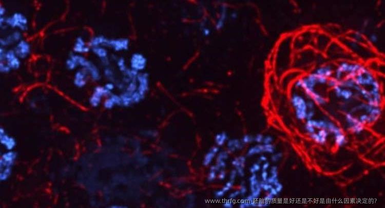 胚胎的质量是好还是不好是由什么因素决定的？