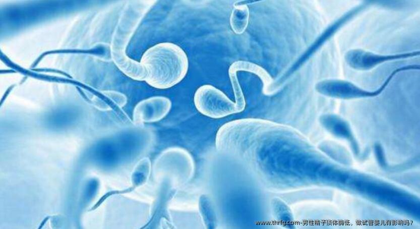 男性精子顶体酶低，做试管婴儿有影响吗？
