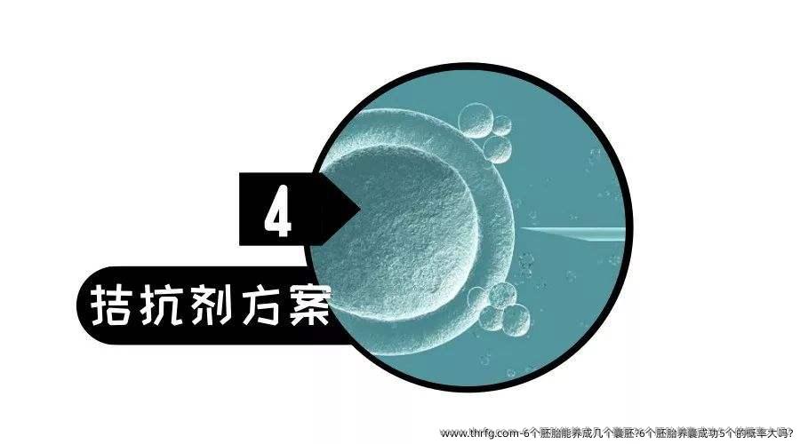 6个胚胎能养成几个囊胚?6个胚胎养囊成功5个的概率大吗?