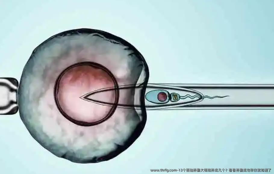 13个胚胎养囊大概能养成几个？看看养囊成功率你就知道了