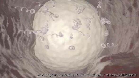 试管促排针打了十二天是不是正常的？科普不同方案的促排时间
