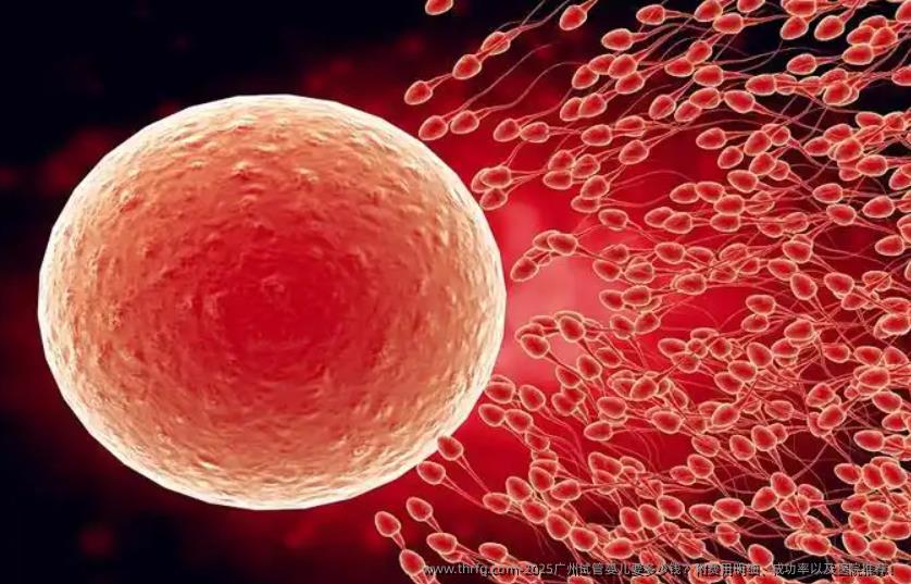 2025广州试管婴儿要多少钱？附费用明细、成功率以及医院推荐！