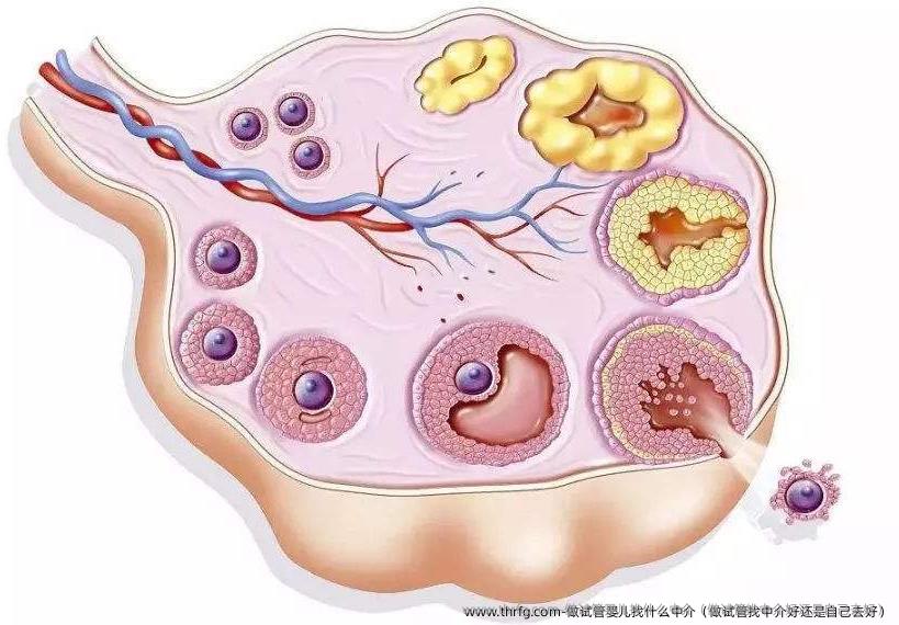 做试管婴儿找什么中介（做试管找中介好还是自己去好）