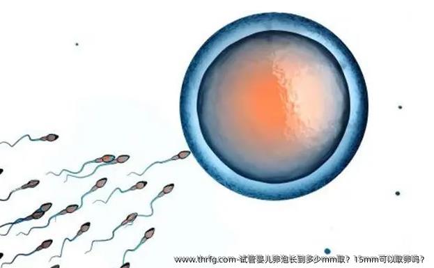 试管婴儿卵泡长到多少mm取？15mm可以卵泡取出吗？