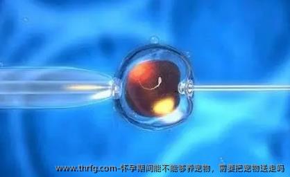 怀孕期间能不能够养宠物，需要把宠物送走吗