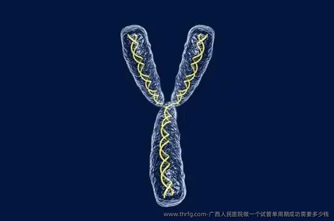 广西人民医院做一个试管单周期成功需要多少钱