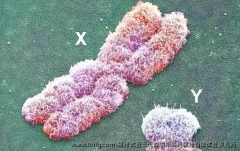 赣州试管三代成功率高吗赣州有做试管婴儿吗