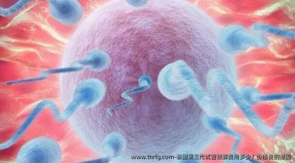 泰国第三代试管预算费用多少？价格贵的原因