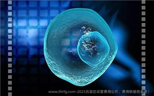 2025石家庄试管费用公开，费用明细供参考！