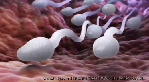 31岁做试管的成功率是多少,31岁做试管年龄大吗！