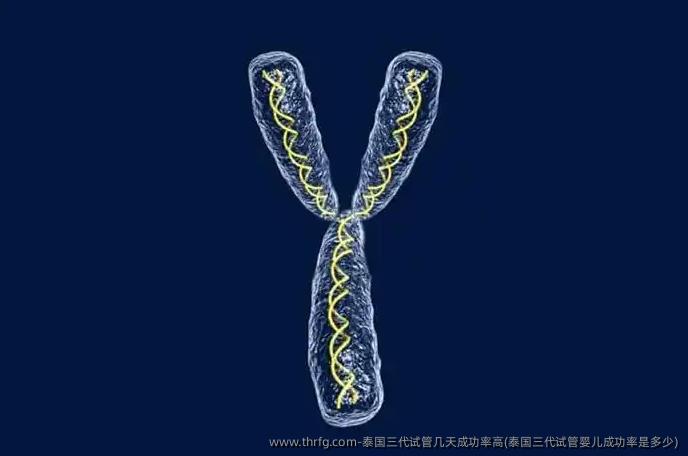 泰国三代试管几天成功率高(泰国三代试管婴儿成功率是多少)