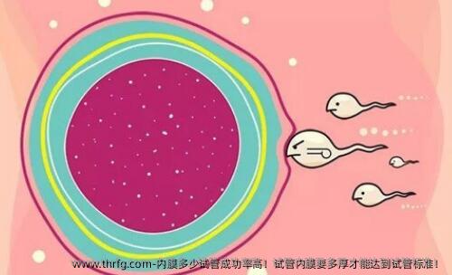 内膜多少试管成功率高！试管内膜要多厚才能达到试管标准！