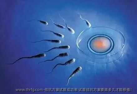 拮抗方案试管成功率 试管拮抗方案要隔多久才能移植！