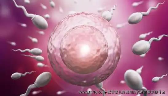 试管婴儿降调期间的注意事项是什么