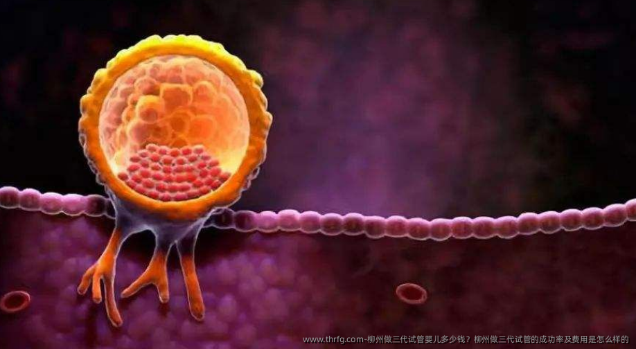 柳州做三代试管婴儿多少钱？柳州做三代试管的成功率及费用是怎么样的