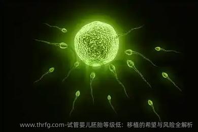 试管婴儿胚胎等级低：移植的希望与风险全解析