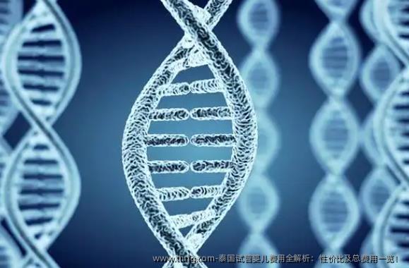 泰国试管婴儿费用全解析：性价比及总费用一览！