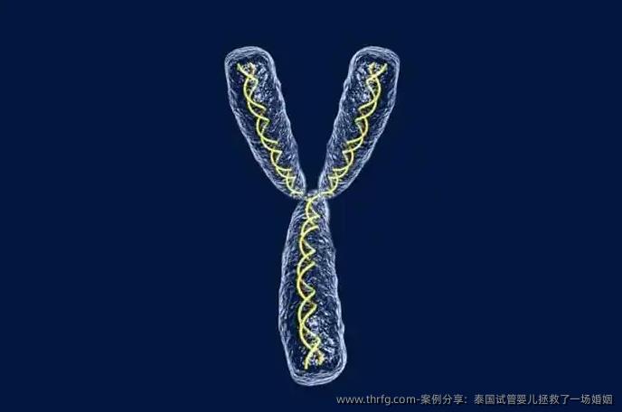 案例分享：泰国试管婴儿拯救了一场婚姻