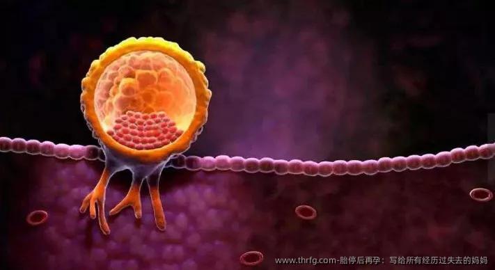 胎停后再孕：写给所有经历过失去的妈妈‌