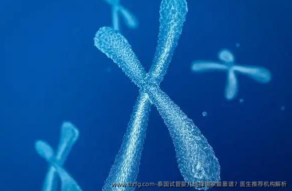 泰国试管婴儿选择哪家最靠谱？医生推荐机构解析