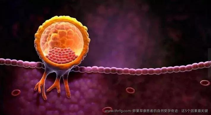 卵巢早衰患者的自然受孕奇迹：这5个因素最关键‌