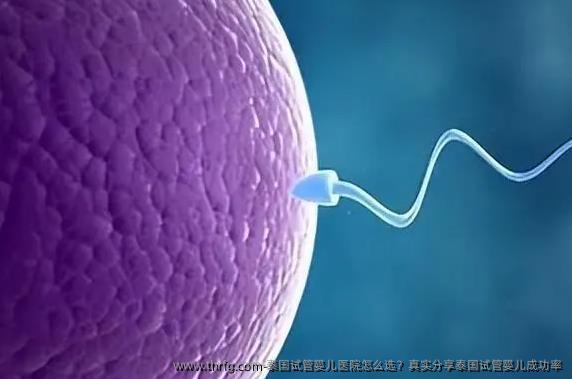 泰国试管婴儿医院怎么选？真实分享泰国试管婴儿成功率