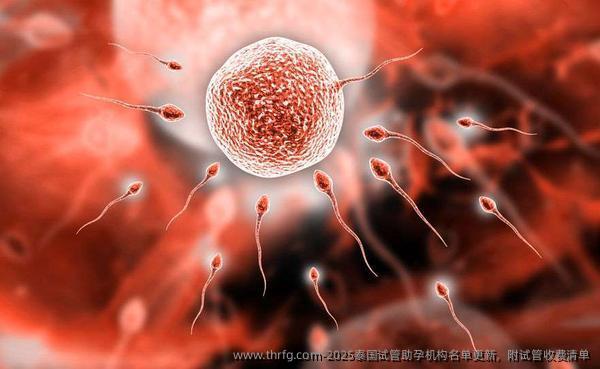 2025泰国试管助孕机构名单更新，附试管收费清单