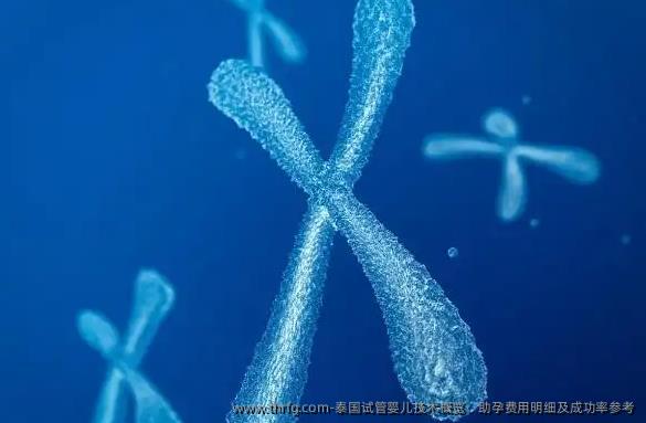 泰国试管婴儿技术概览：助孕费用明细及成功率参考