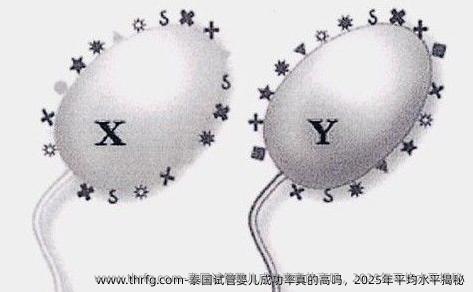 泰国试管婴儿成功率真的高吗，2025年平均水平揭秘