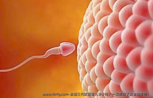 泰国三代试管婴儿多少钱？一文带你了解全部费用！