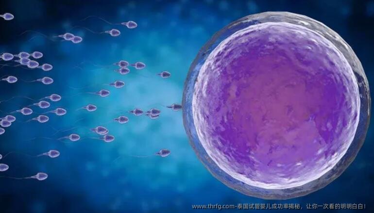 泰国试管婴儿成功率揭秘，让你一次看的明明白白！