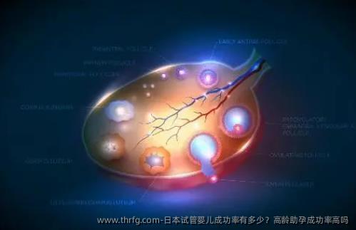 日本试管婴儿成功率有多少？高龄助孕成功率高吗