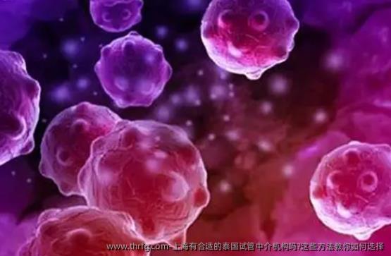 上海有合适的泰国试管中介机构吗?这些方法教你如何选择
