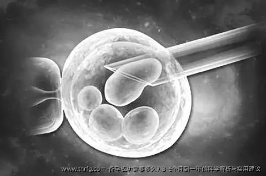 备孕成功需要多久？3-6个月到一年的科学解析与实用建议