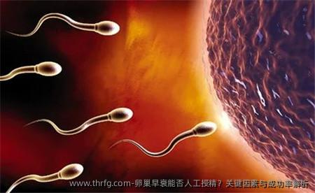 卵巢早衰能否人工授精？关键因素与成功率解析