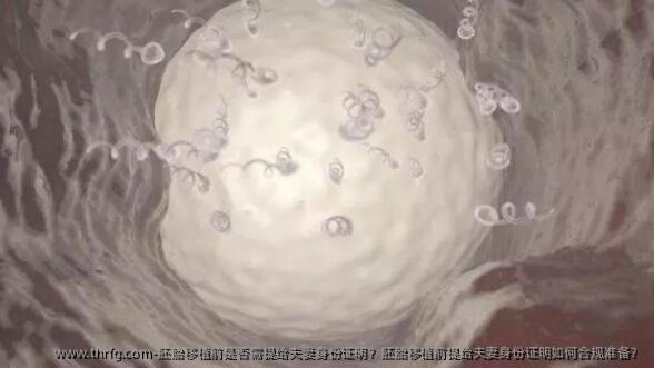 胚胎移植前是否需提给夫妻身份证明？胚胎移植前提给夫妻身份证明如何合规准备？