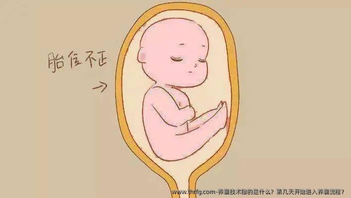养囊技术指的是什么？第几天开始进入养囊流程？