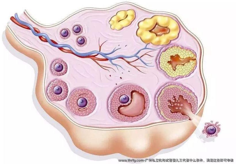 广州私立机构试管婴儿三代要什么条件，满足这些即可申请